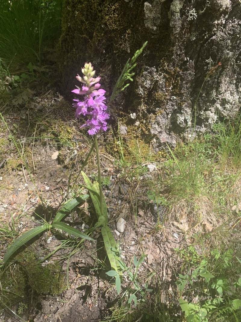 Dactylorhiza gervasiana photo 3