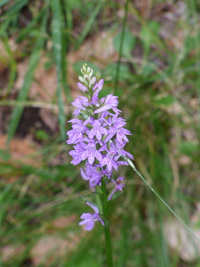 Dactylorhiza gervasiana photo 4