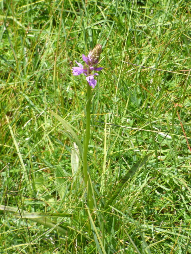 Dactylorhiza gervasiana photo 5