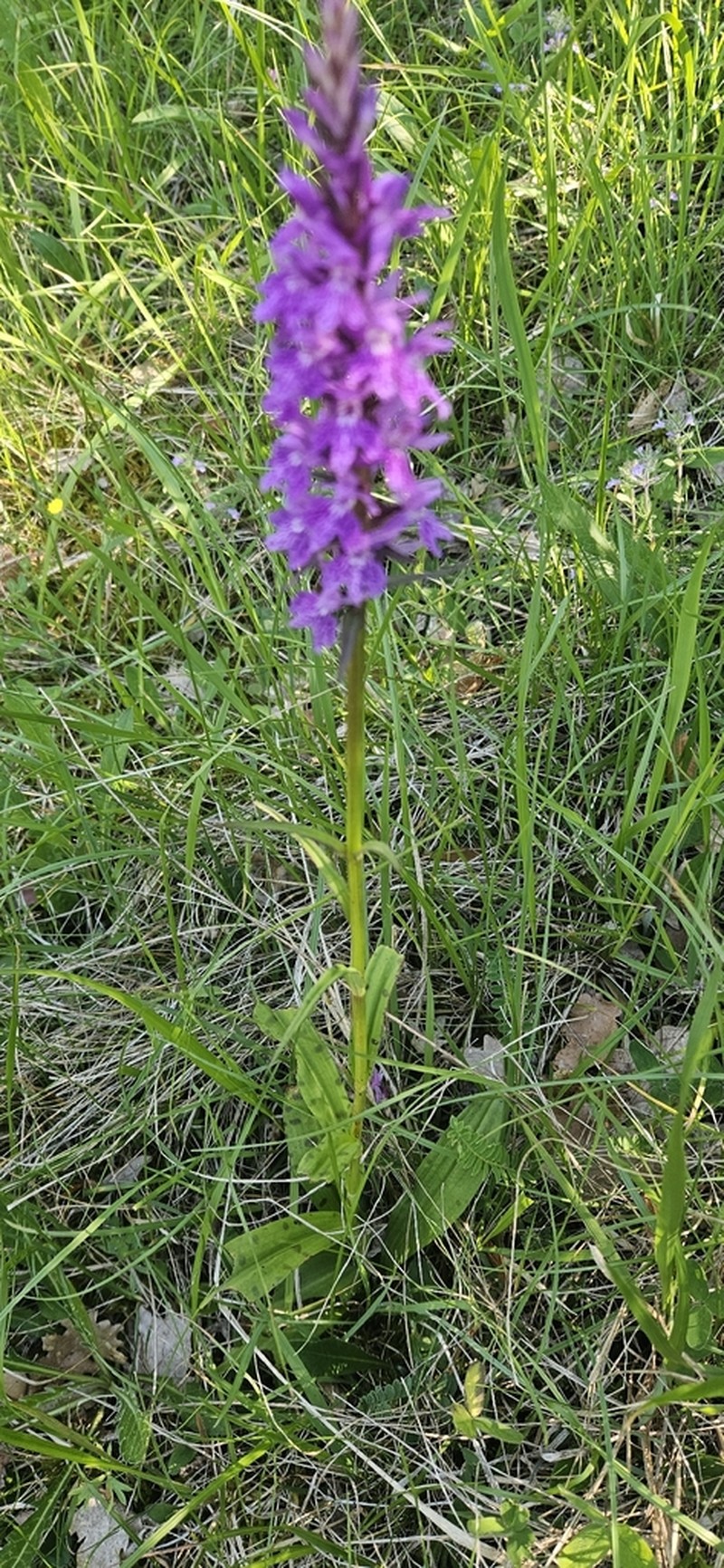 Dactylorhiza gervasiana photo 6