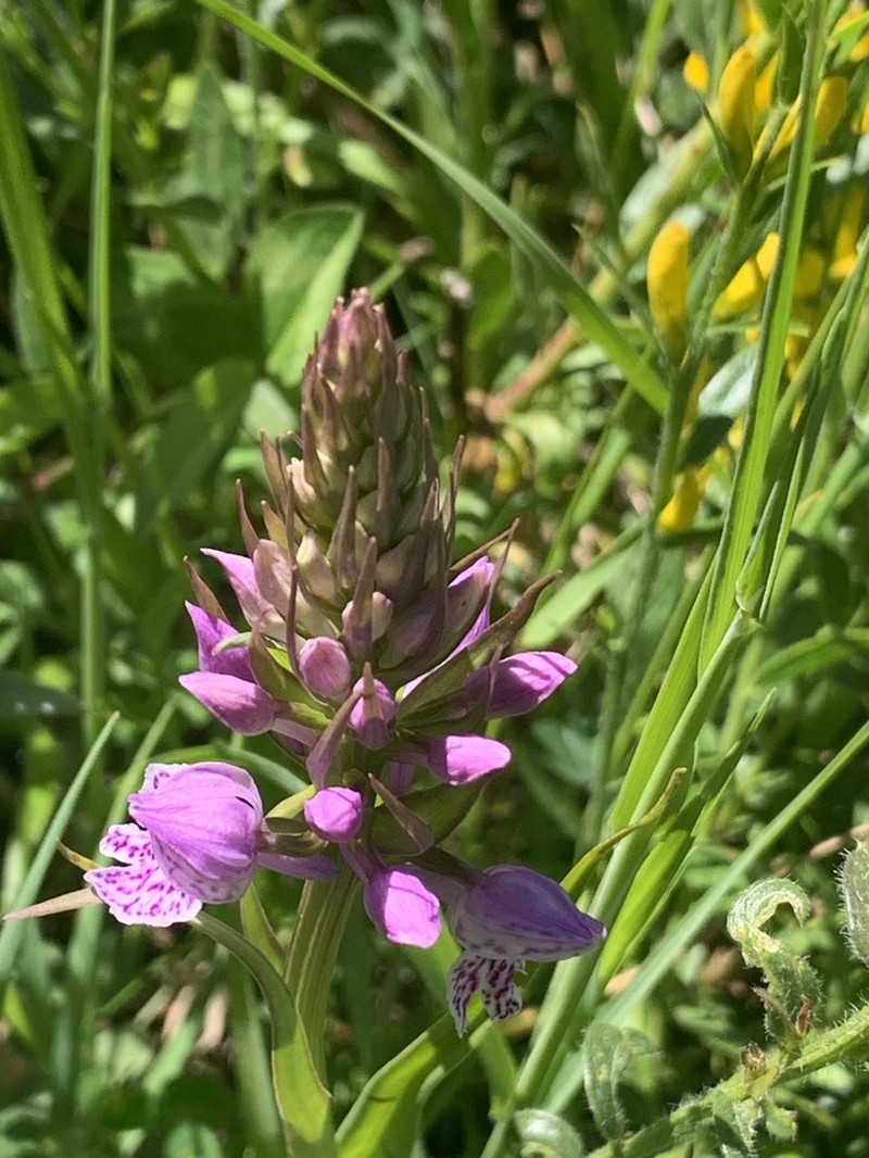 Dactylorhiza gervasiana photo 7