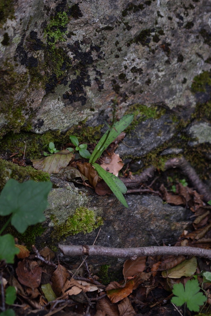 Dactylorhiza gervasiana photo 8