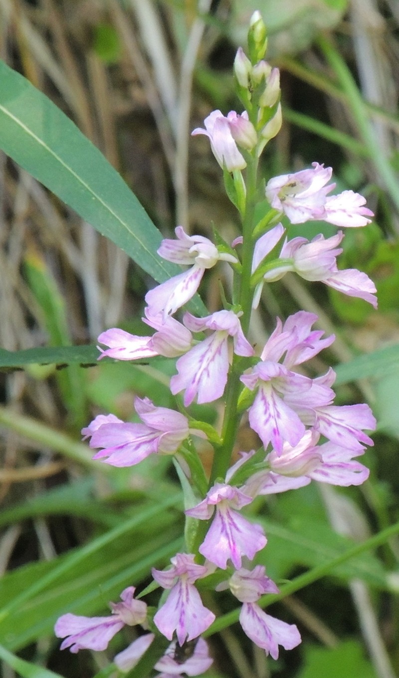 Dactylorhiza iberica