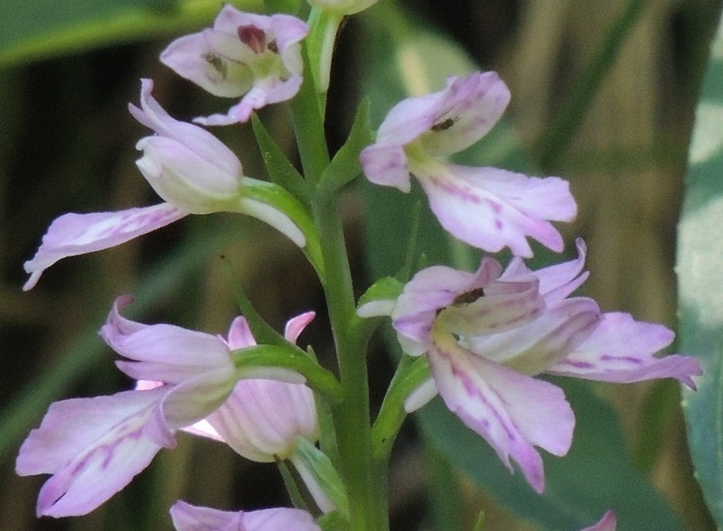 Dactylorhiza iberica photo 2