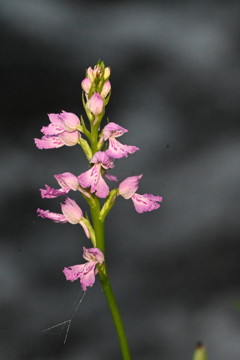 Dactylorhiza iberica photo 3