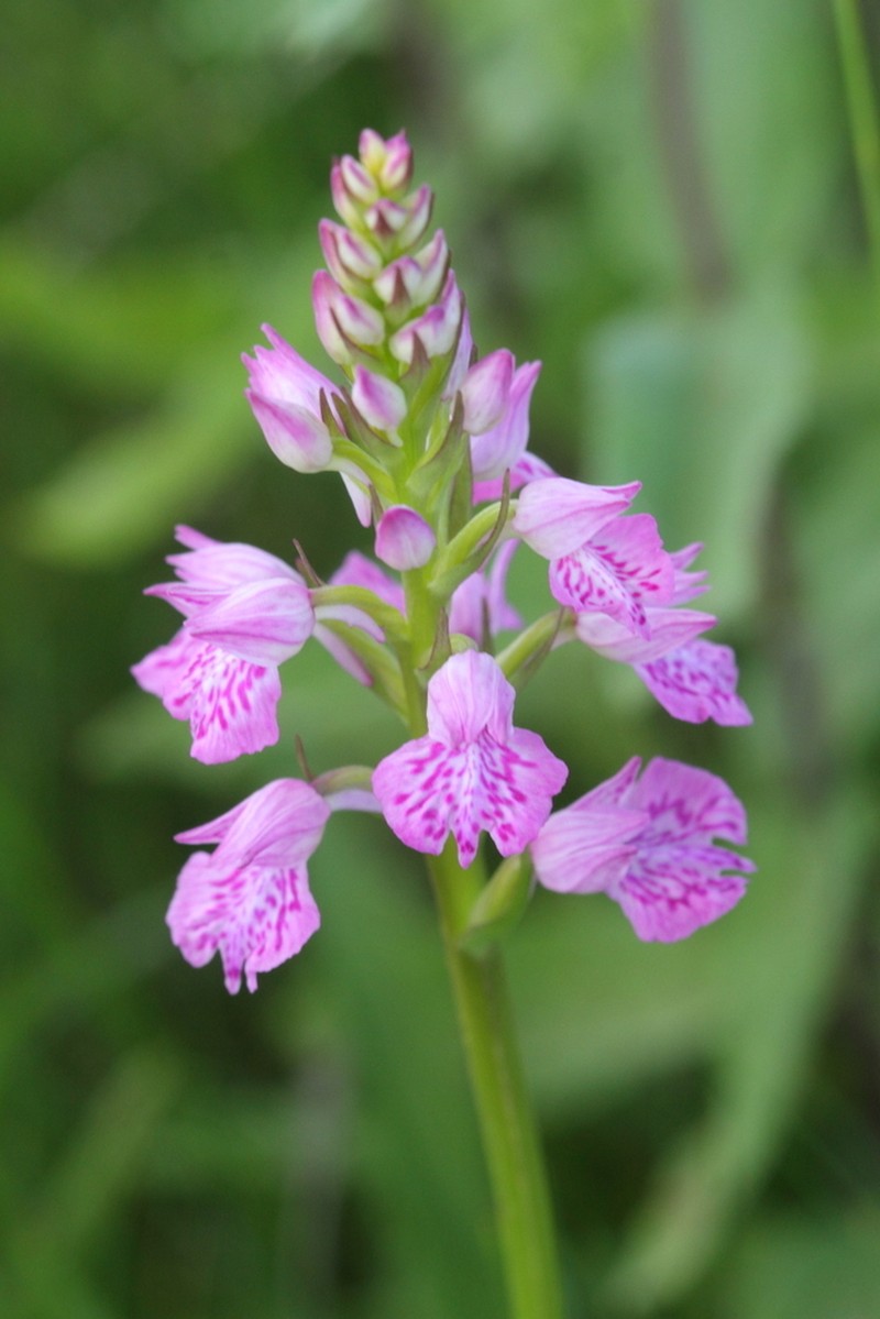 Dactylorhiza iberica photo 4