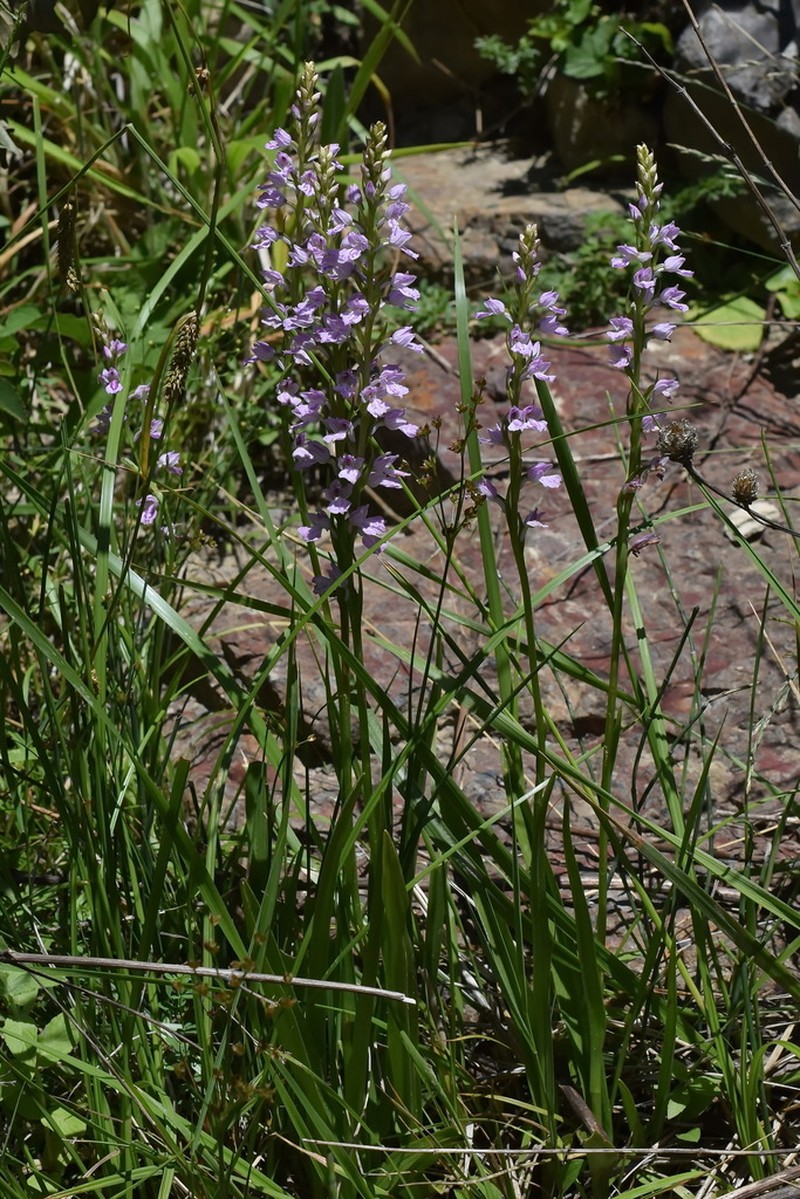 Dactylorhiza iberica photo 5