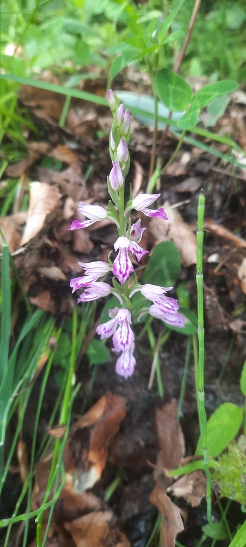 Dactylorhiza iberica photo 6