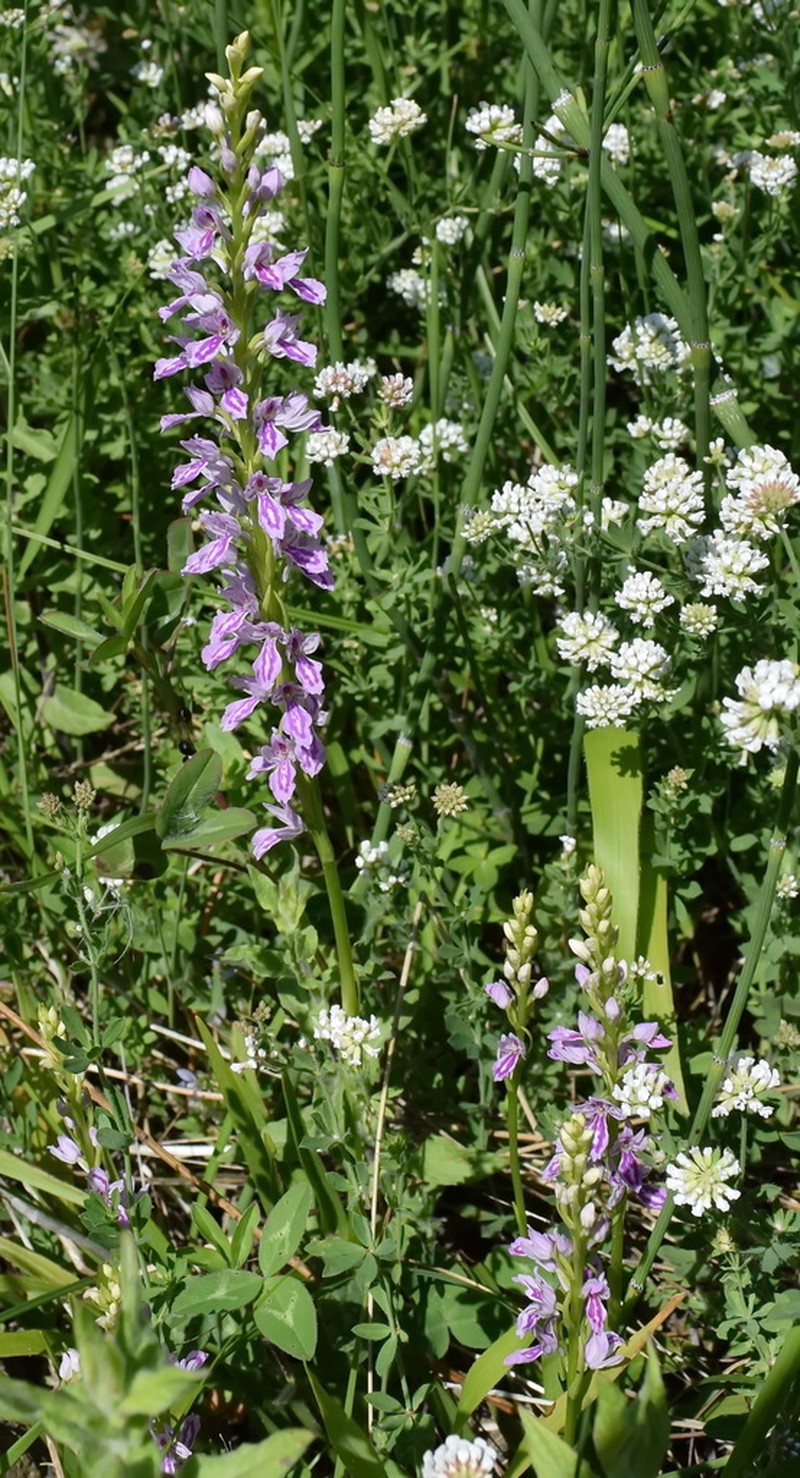 Dactylorhiza iberica photo 7