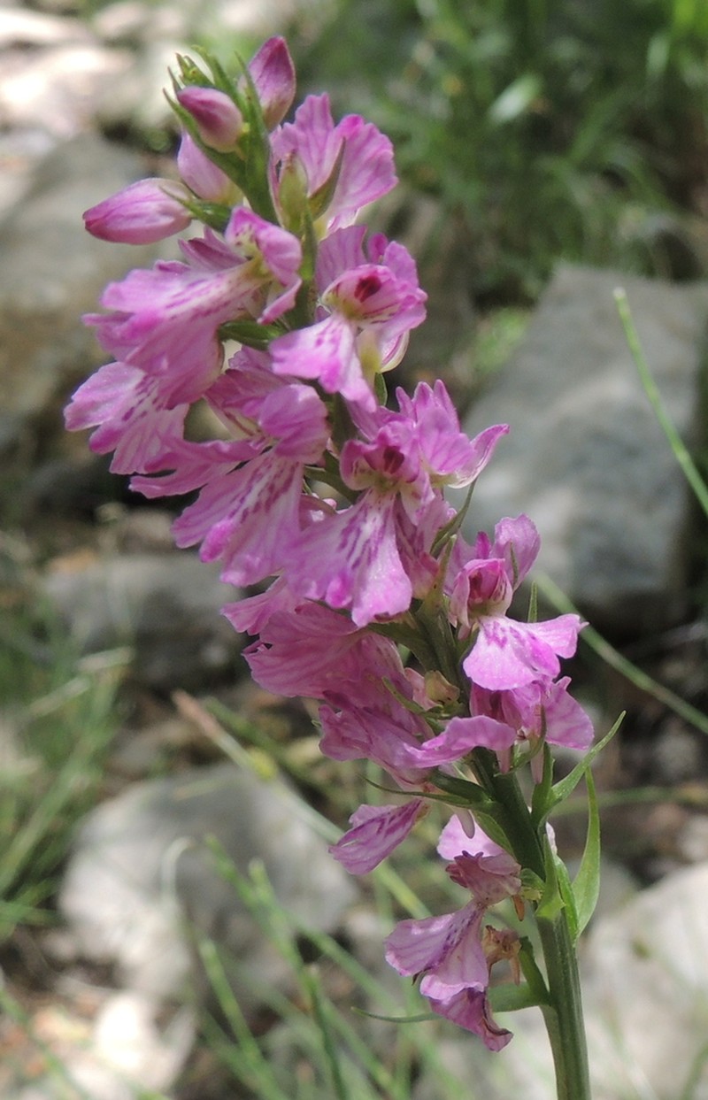 Dactylorhiza iberica photo 8