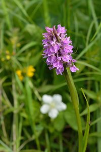 Dactylorhiza incarnata