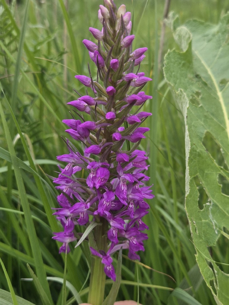 Dactylorhiza incarnata subsp. cilicica photo 2