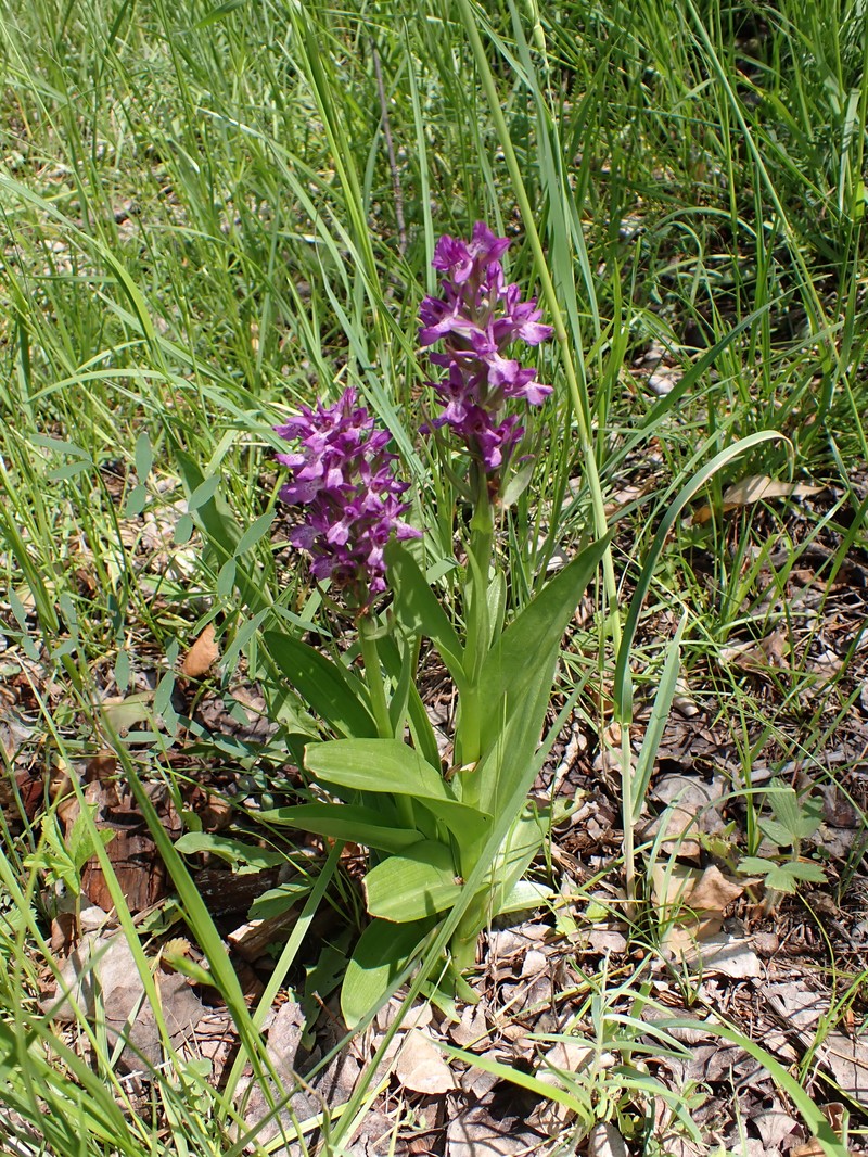 Dactylorhiza incarnata subsp. cilicica photo 3