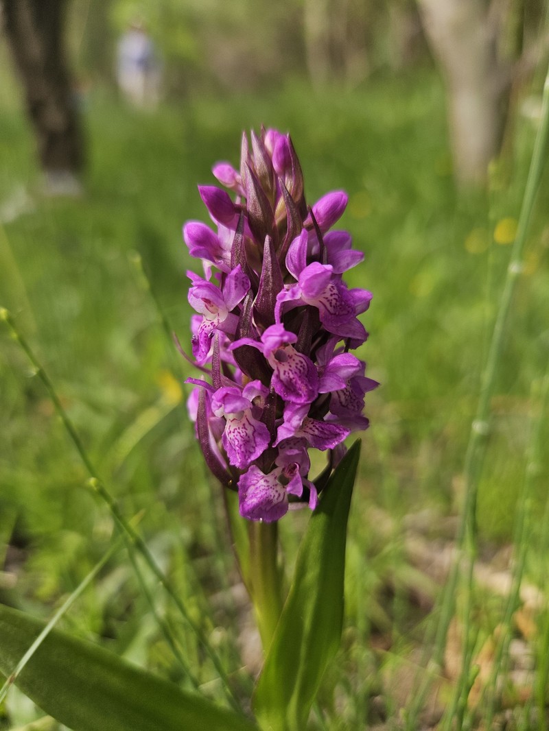 Dactylorhiza incarnata subsp. cilicica photo 4