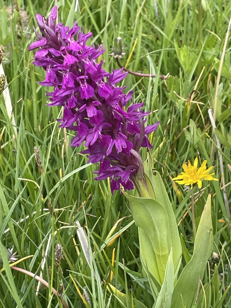 Dactylorhiza incarnata subsp. cilicica photo 5
