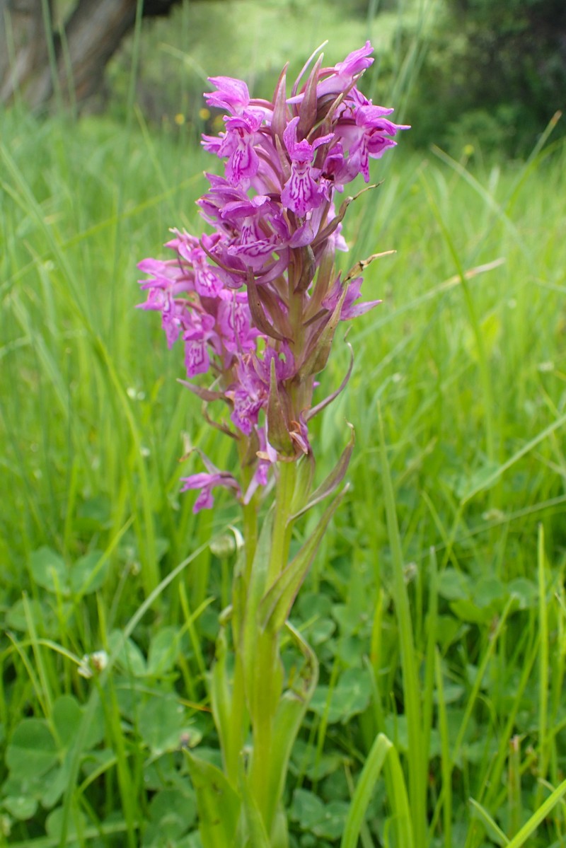 Dactylorhiza incarnata subsp. cilicica