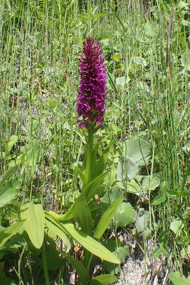 Dactylorhiza incarnata subsp. cilicica photo 6