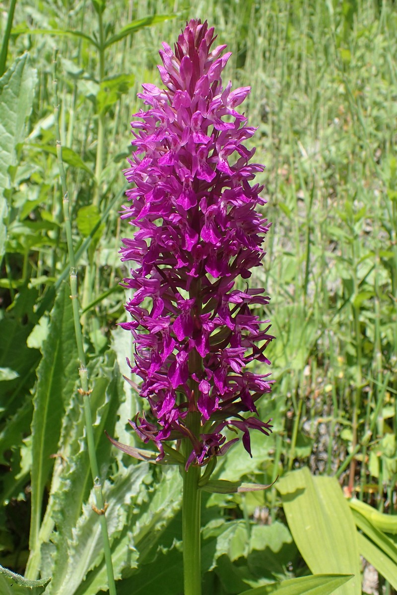 Dactylorhiza incarnata subsp. cilicica photo 7
