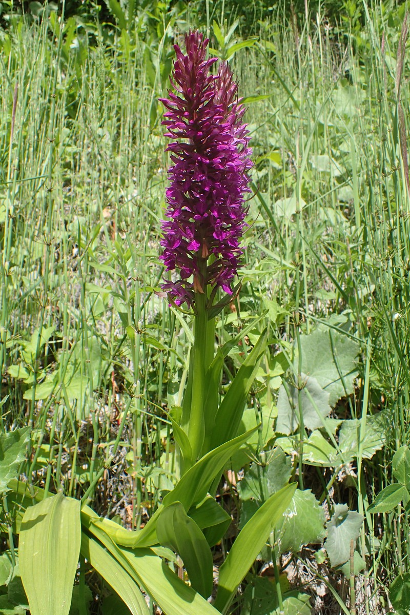 Dactylorhiza incarnata subsp. cilicica photo 8