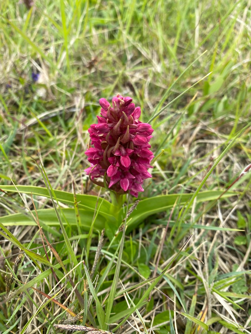 Dactylorhiza incarnata subsp. coccinea photo 2