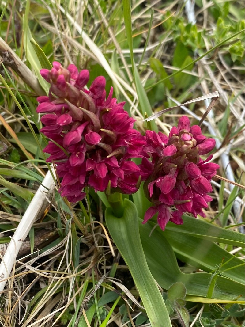 Dactylorhiza incarnata subsp. coccinea photo 3