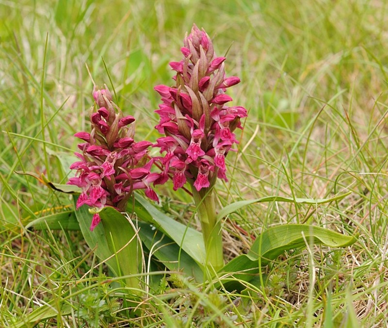 Dactylorhiza incarnata subsp. coccinea