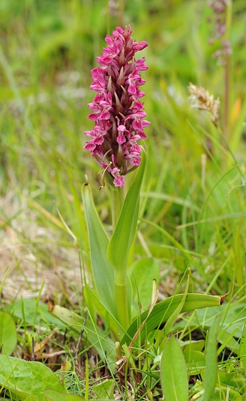 Dactylorhiza incarnata subsp. coccinea photo 4