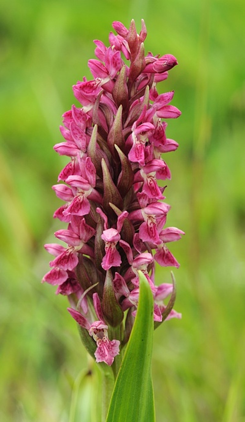 Dactylorhiza incarnata subsp. coccinea photo 5