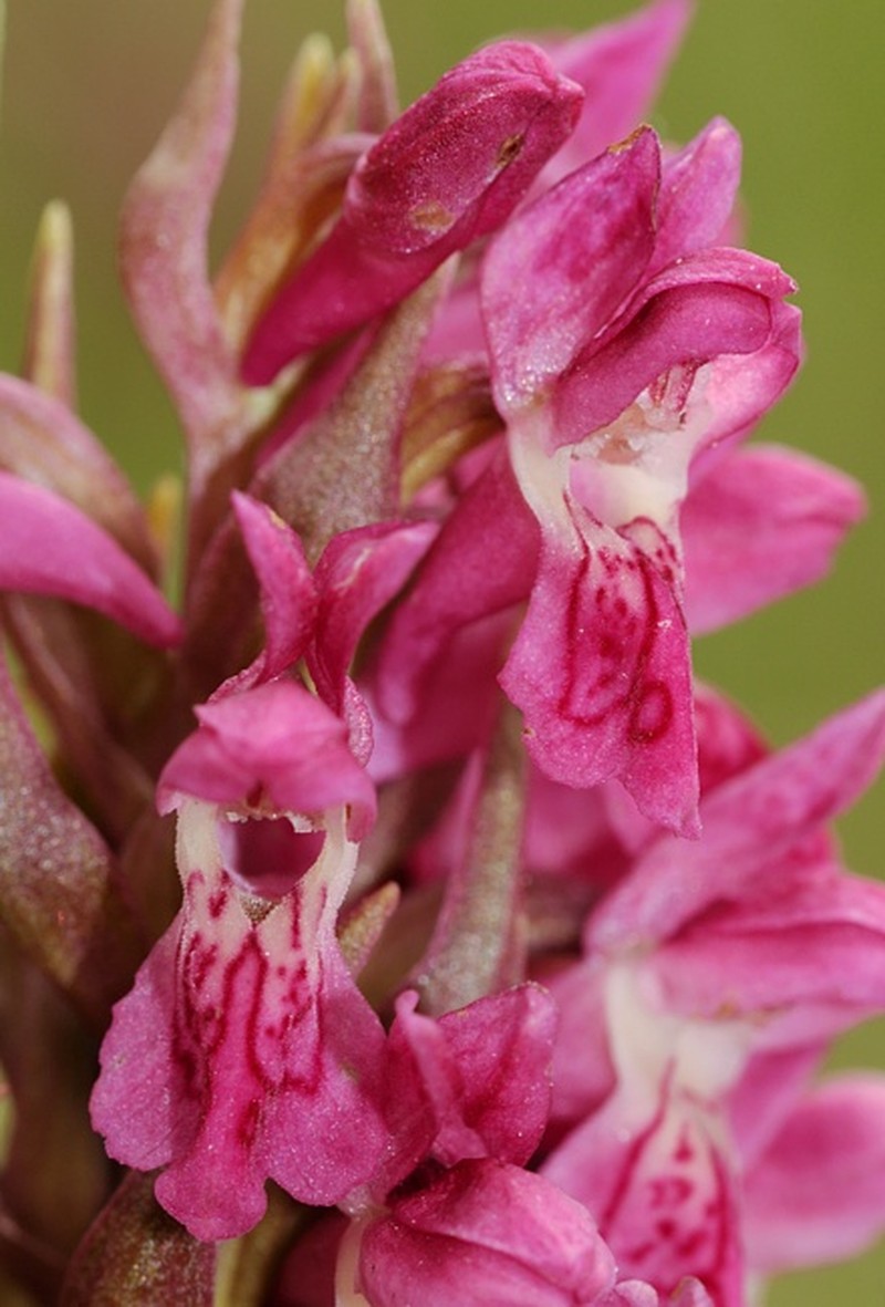 Dactylorhiza incarnata subsp. coccinea photo 6