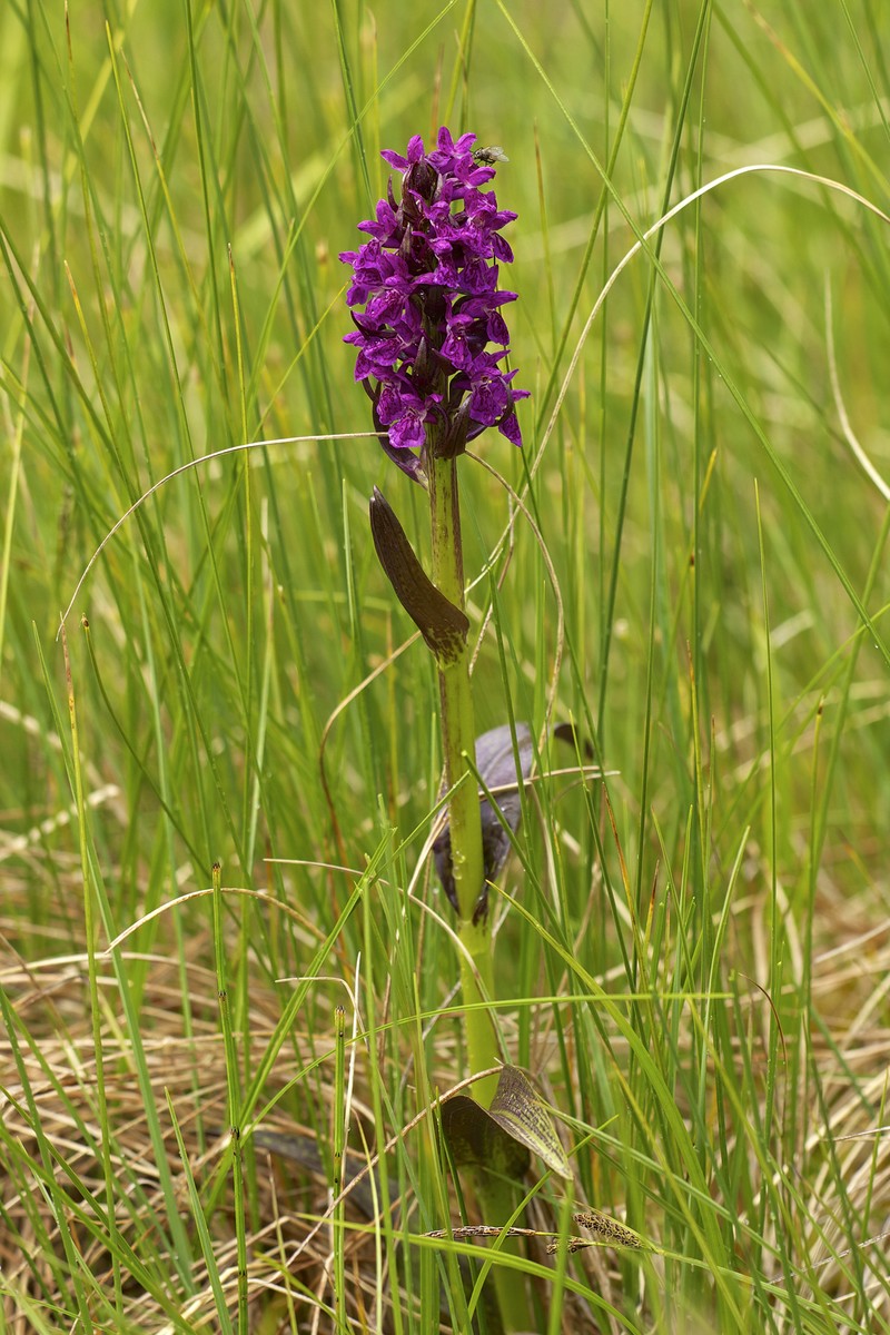 Dactylorhiza incarnata subsp. cruenta