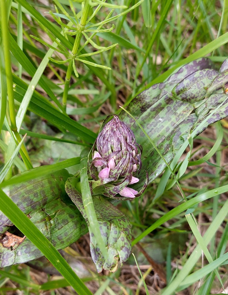 Dactylorhiza incarnata subsp. cruenta photo 2