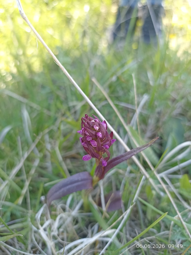 Dactylorhiza incarnata subsp. cruenta photo 3