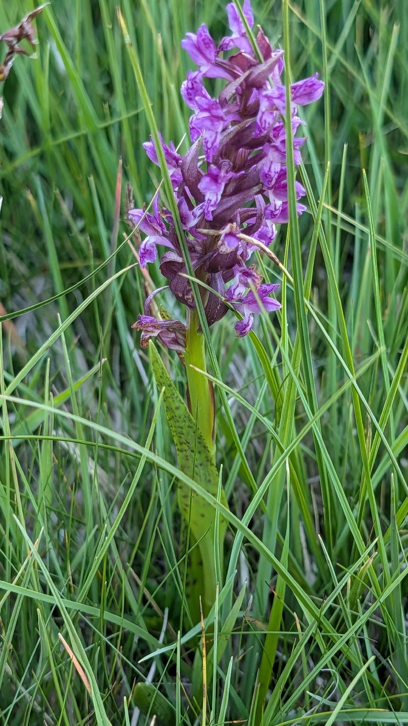 Dactylorhiza incarnata subsp. cruenta photo 4