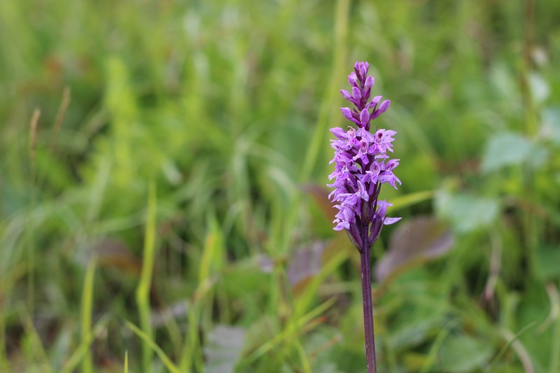 Dactylorhiza incarnata subsp. cruenta photo 5