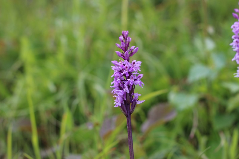 Dactylorhiza incarnata subsp. cruenta photo 6