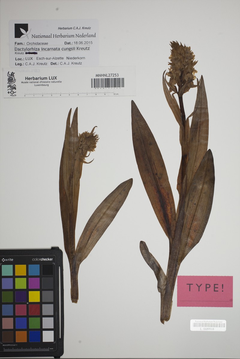 Dactylorhiza incarnata subsp. cungsii