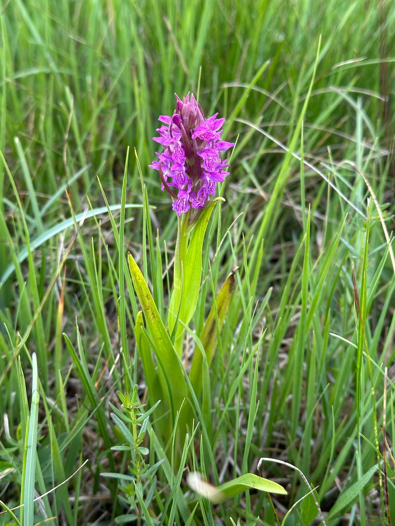 Dactylorhiza incarnata subsp. incarnata