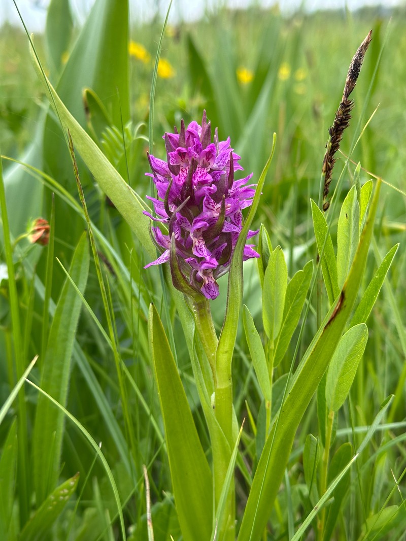 Dactylorhiza incarnata subsp. incarnata photo 2