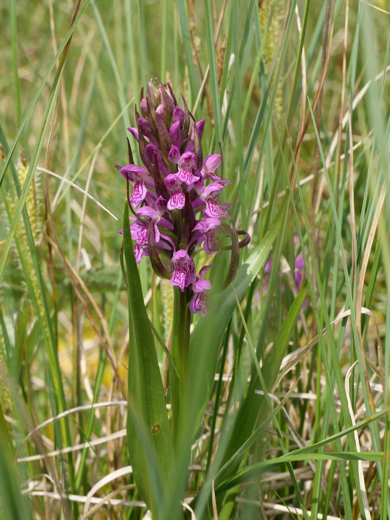 Dactylorhiza incarnata subsp. incarnata photo 3