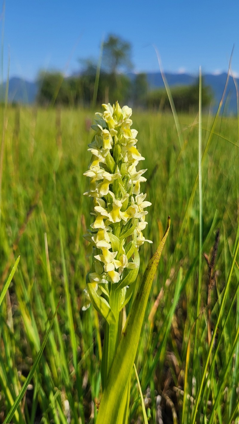 Dactylorhiza incarnata subsp. ochroleuca photo 2