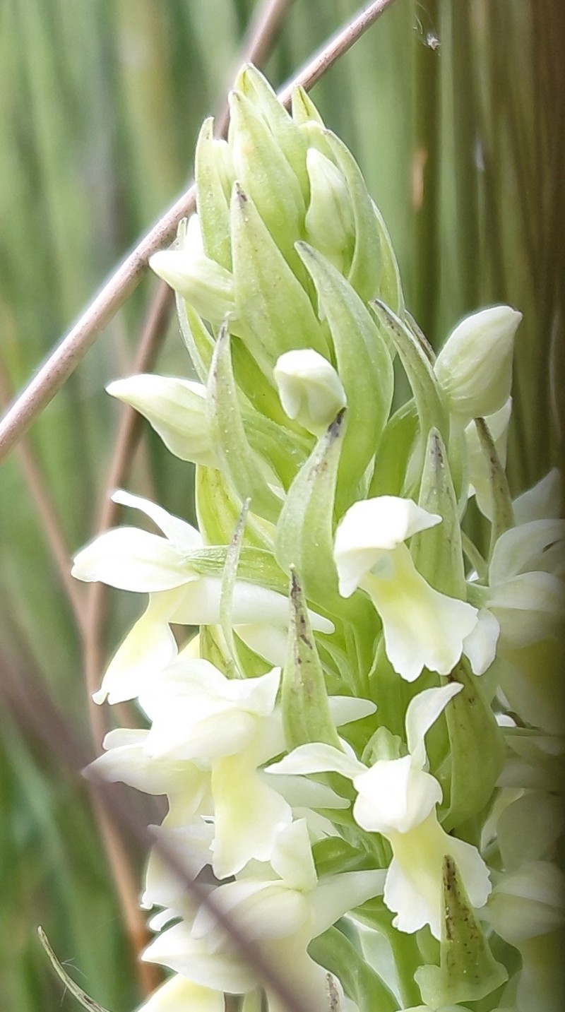 Dactylorhiza incarnata subsp. ochroleuca photo 3