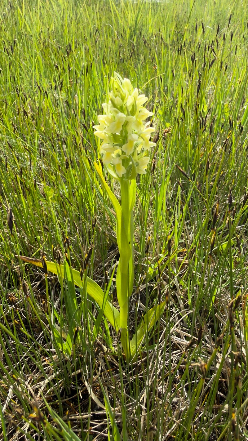 Dactylorhiza incarnata subsp. ochroleuca photo 4