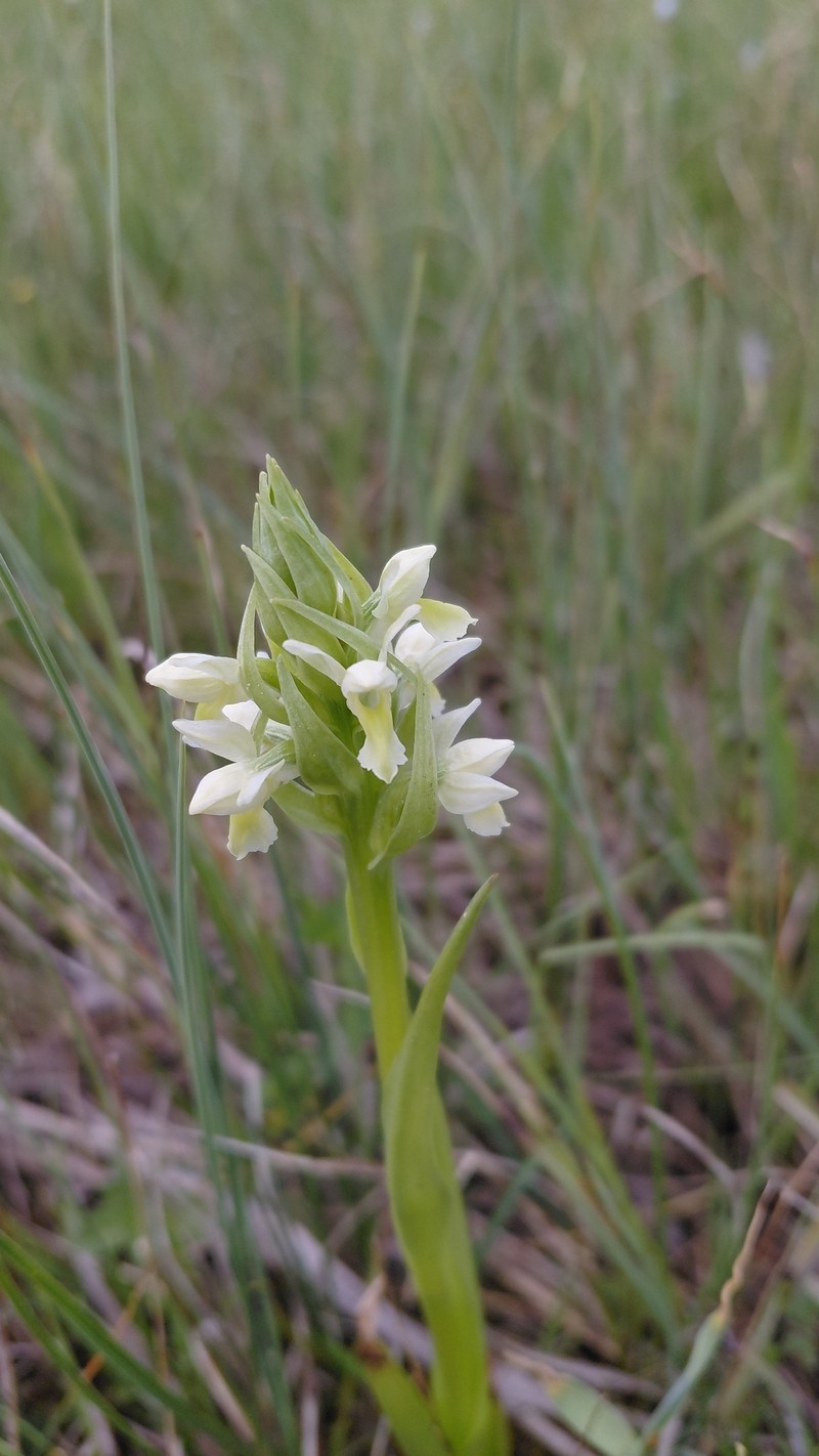 Dactylorhiza incarnata subsp. ochroleuca photo 5