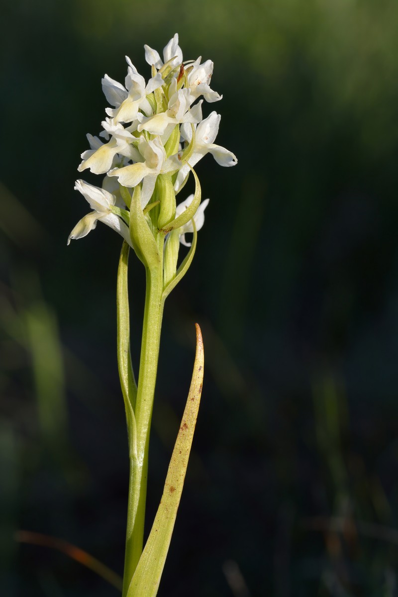 Dactylorhiza incarnata subsp. ochroleuca