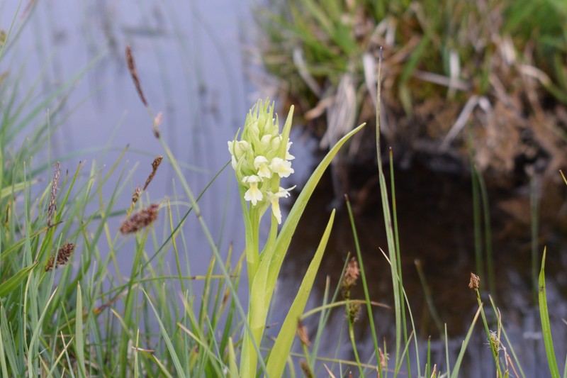Dactylorhiza incarnata subsp. ochroleuca photo 6