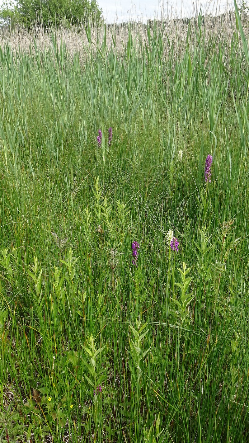 Dactylorhiza incarnata subsp. ochroleuca photo 7