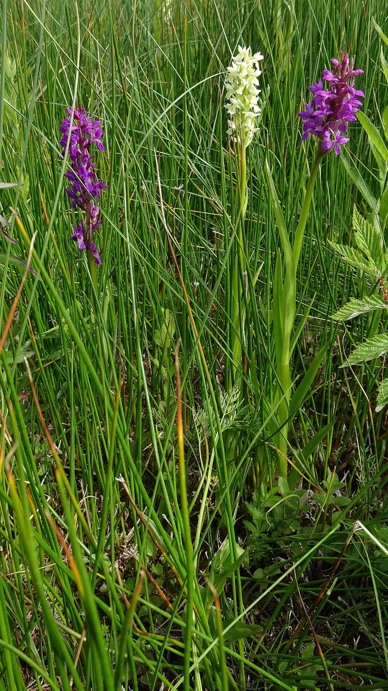 Dactylorhiza incarnata subsp. ochroleuca photo 8