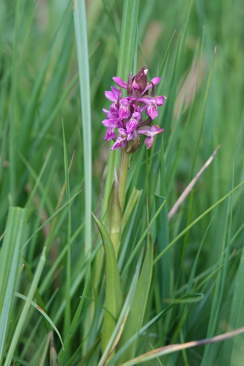Dactylorhiza incarnata subsp. pulchella photo 2
