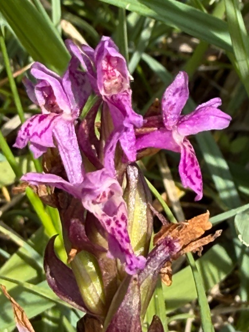 Dactylorhiza incarnata subsp. pulchella photo 3