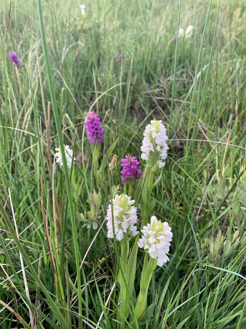 Dactylorhiza incarnata subsp. pulchella photo 4